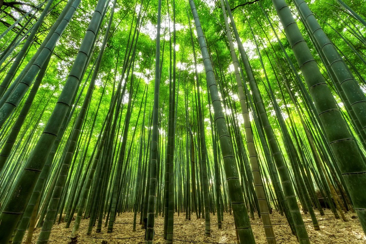 nature, bamboo, green