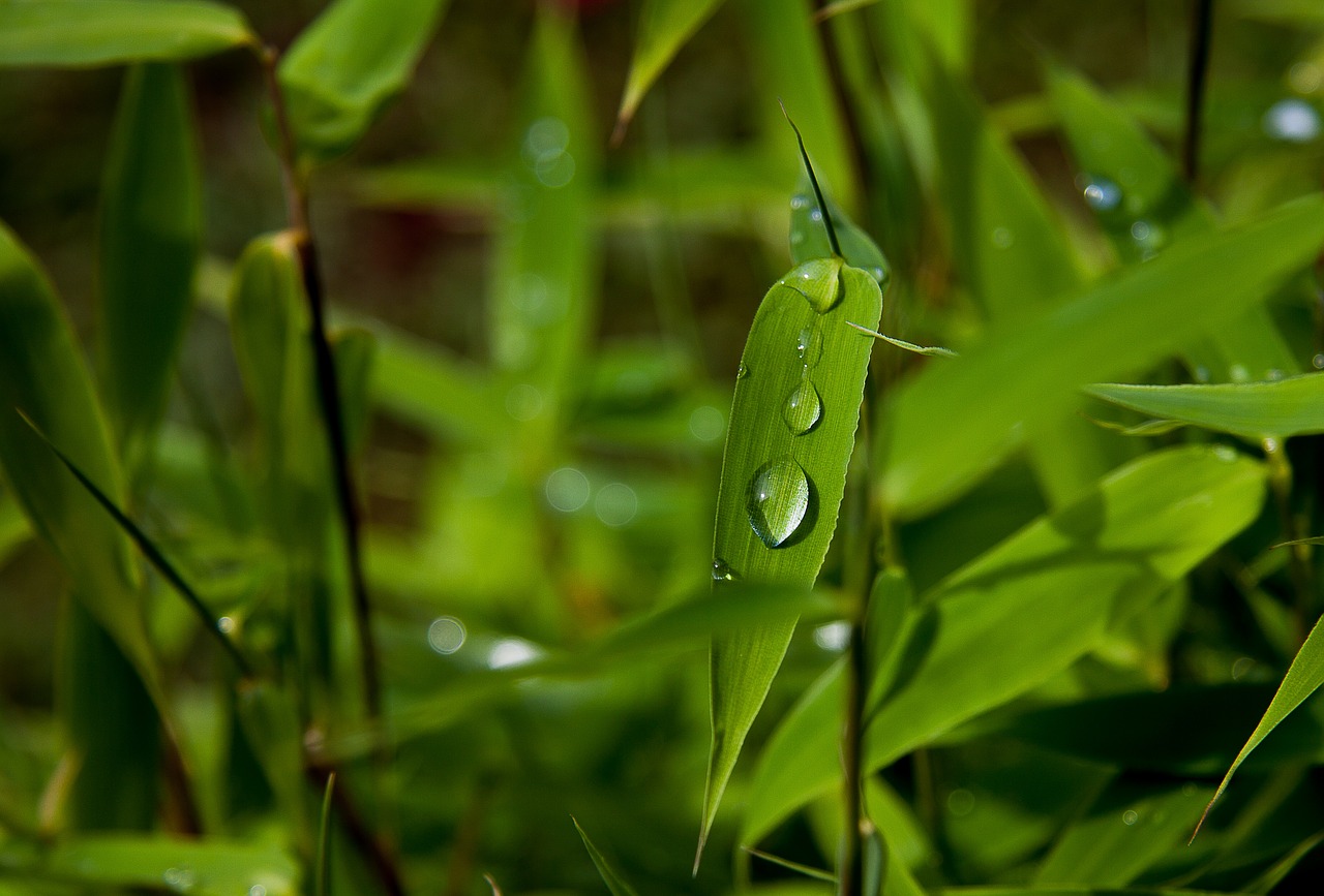 plant, bamboo, bamboo leaves